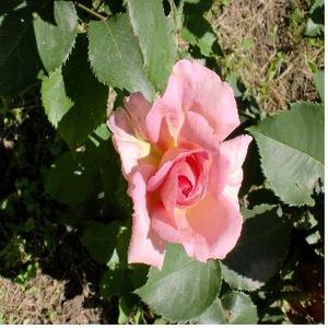 로즈 오또 (Rose otto) 5ml